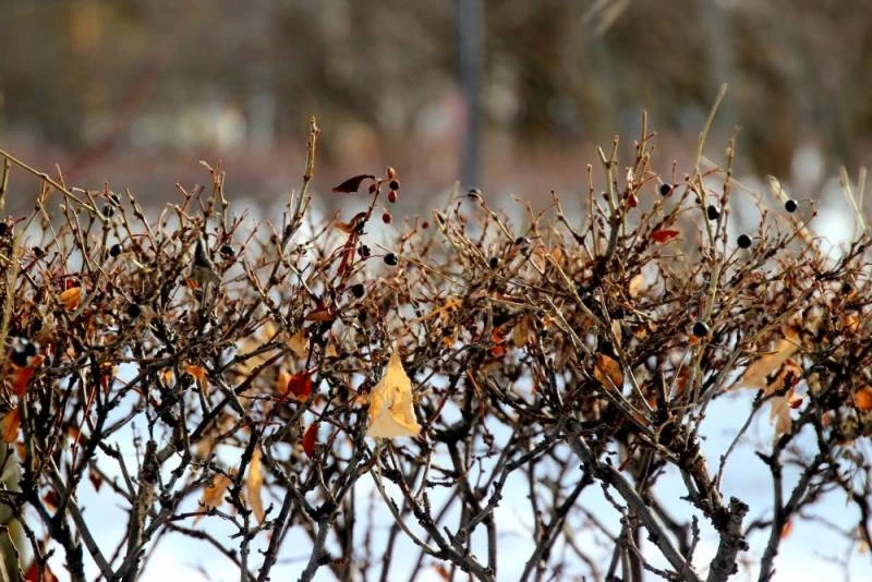 Поверья и приметы 14 февраля 2025 года связаны с Трифоновым днем