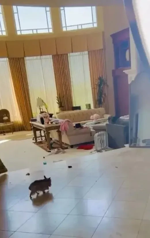 "Позор". Бритни Спирс ответила на критику антисанитарии в своём доме