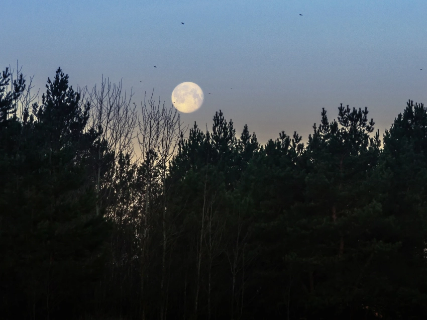 Луна Охотника: чего ждать знакам зодиака в самое мощное суперлуние 2025 года