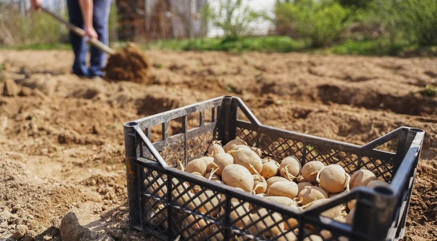 Благоприятные дни для посадки картошки в апреле 2026 по лунному календарю